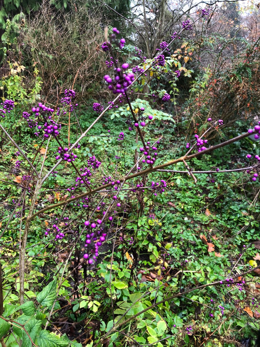 4. Pocket-size Chants for Winter-Blooming&nbsp;Flowers