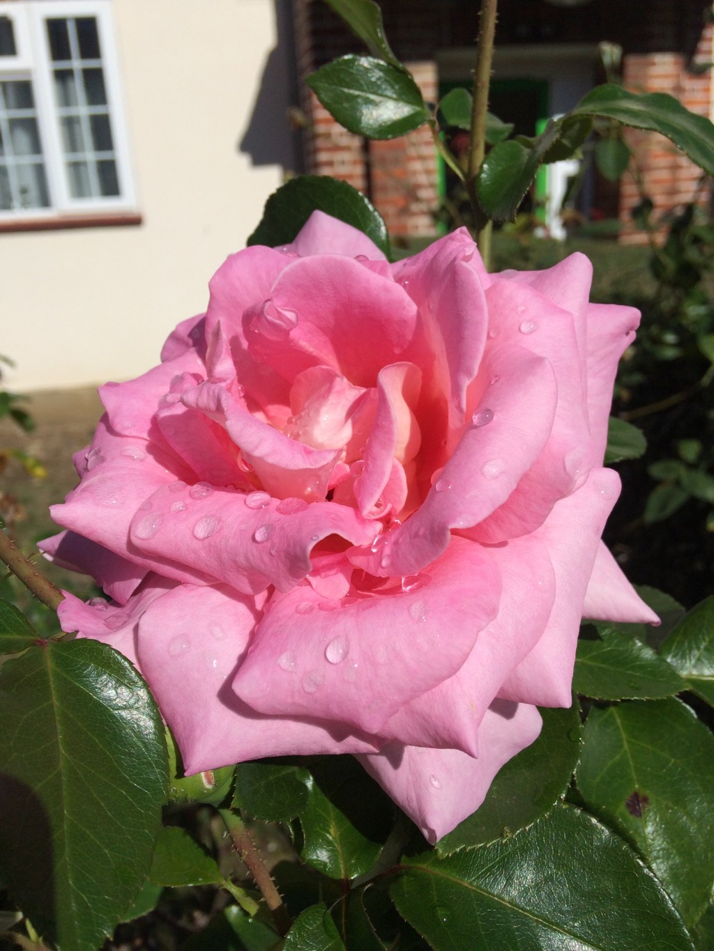 When I Look Upon A Rose…